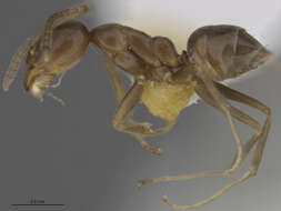 Image of Argentine Ant