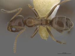 Image of Argentine Ant