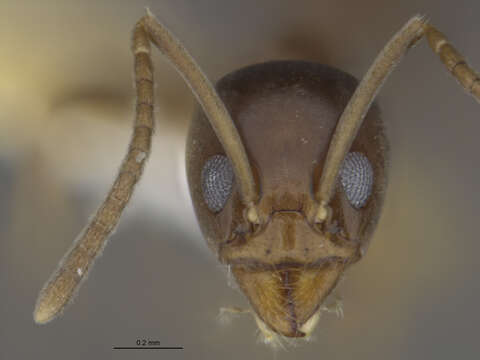 Image of Argentine Ant