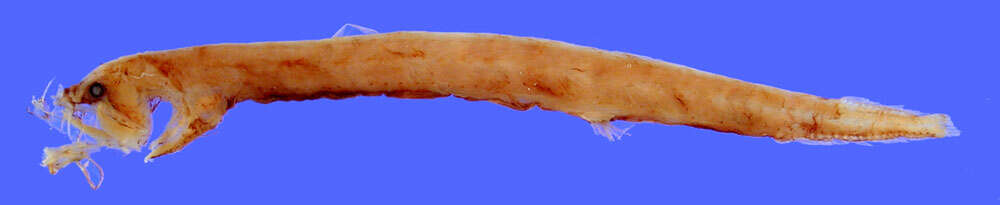 Image of Flagellostomias