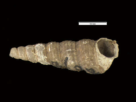 Image of eroded turretsnail