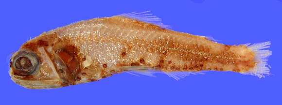 Image of Lanternfish