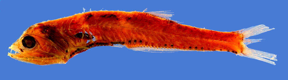 Image of Stomiatiformes