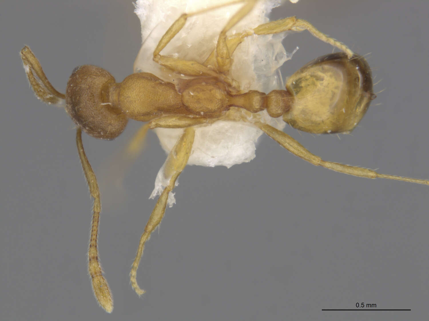 Image of Pharaoh ant