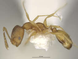 Image of Pharaoh ant