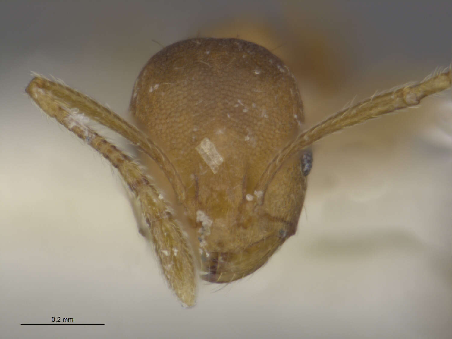 Image of Pharaoh ant