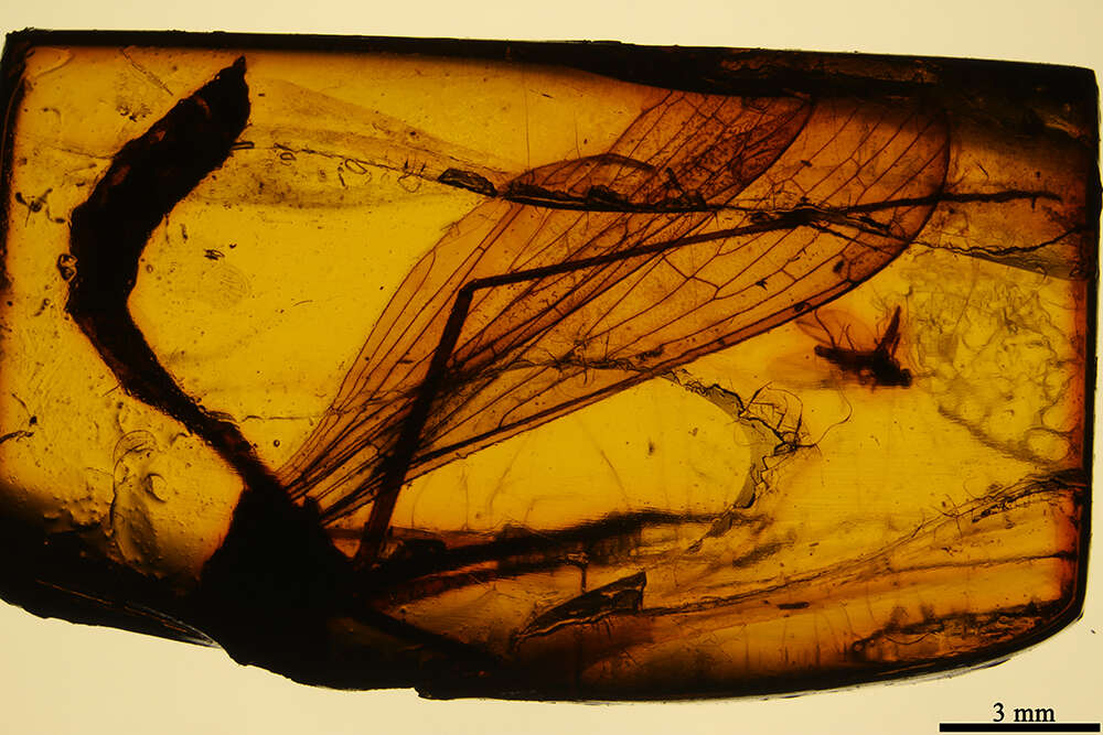 Image of <i>Bittacus fossilis</i> (Carpenter 1954)