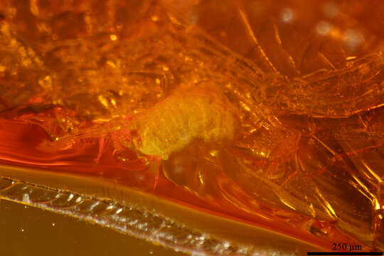 Image of springtails