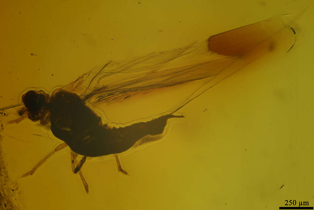 Image of Scales and Mealybugs