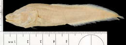 Image of Toothed Cuban Cusk-eel