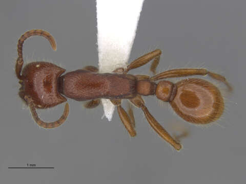 Image of Neivamyrmex harrisii (Haldeman 1852)