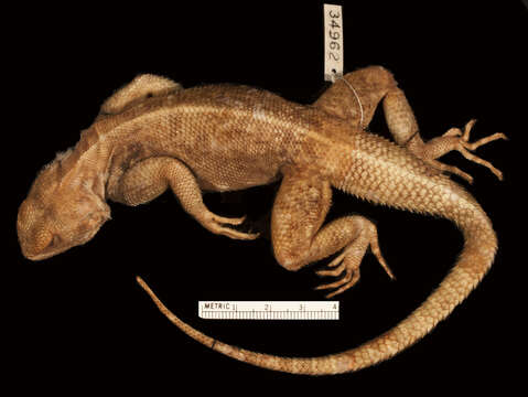 Image of Agama lionotus lionotus Boulenger 1896