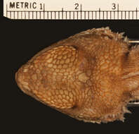 Image of Agama lionotus lionotus Boulenger 1896