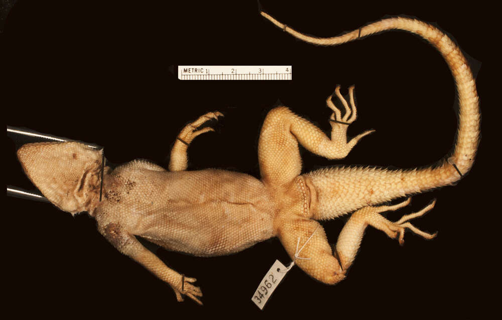 Image of Agama lionotus lionotus Boulenger 1896
