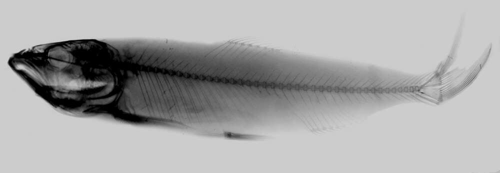 Plancia ëd Opsariichthys uncirostris (Temminck & Schlegel 1846)