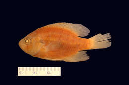 Image of Bluespotted Sunfish