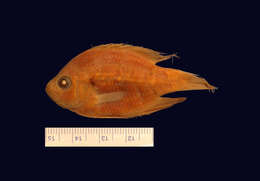 Image of Bluespotted Sunfish