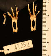 Image of Xenopus vestitus Laurent 1972