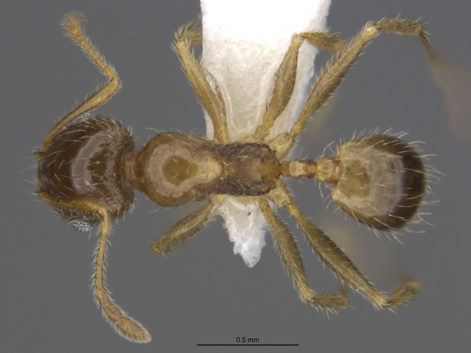 Image de Pheidole tepicana Pergande 1896