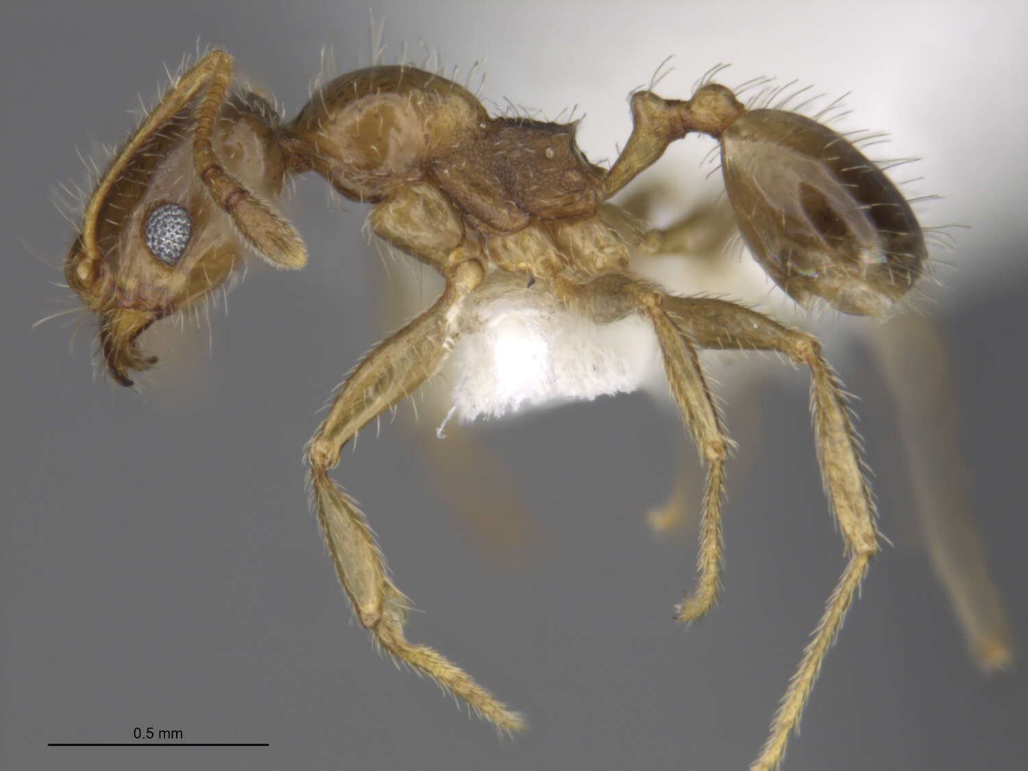 Image de Pheidole tepicana Pergande 1896