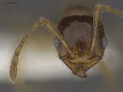 Image de Pheidole tepicana Pergande 1896