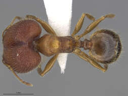 Image de Pheidole tepicana Pergande 1896