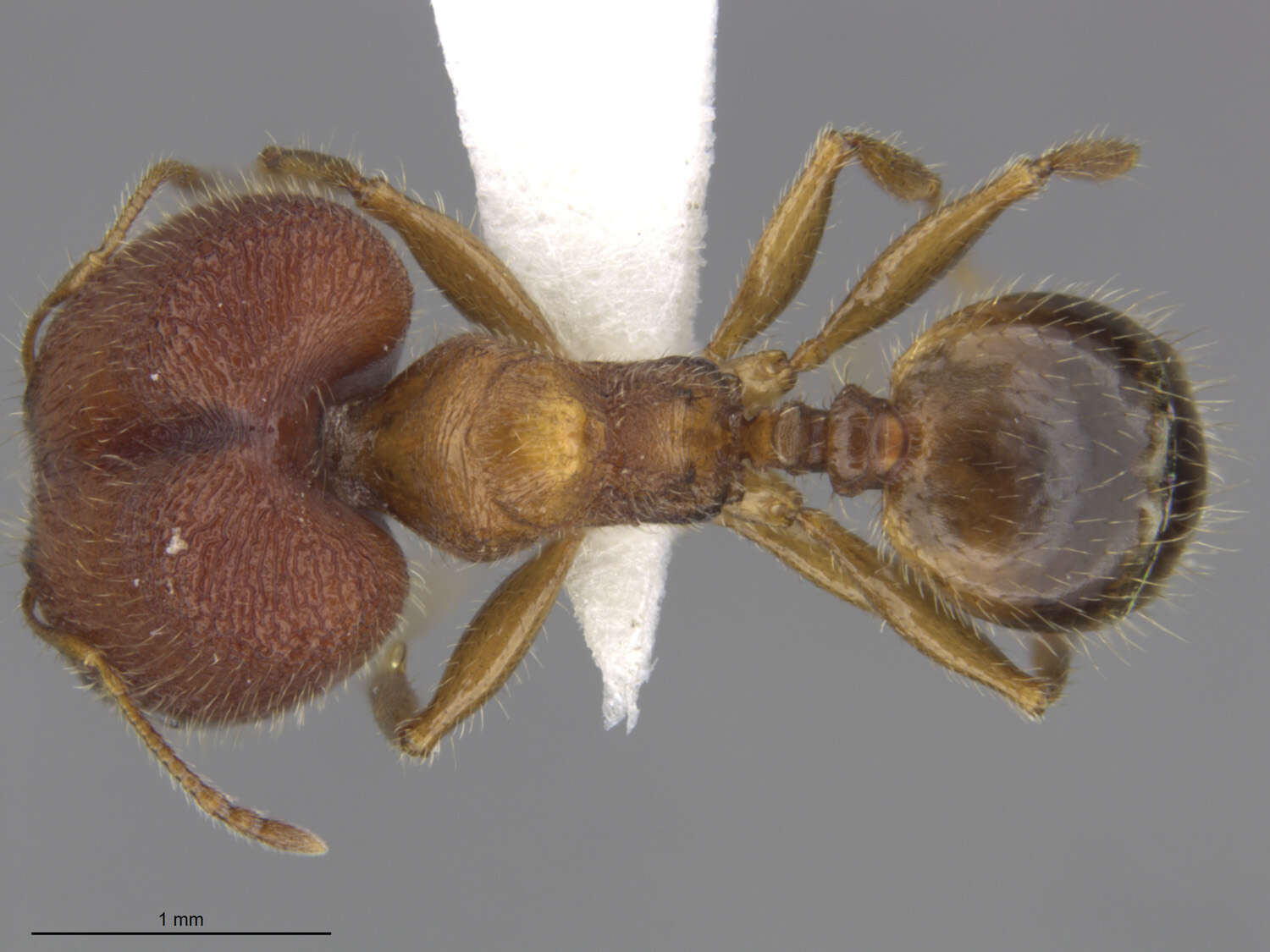 Image de Pheidole tepicana Pergande 1896