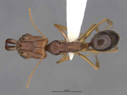 Image of Odontomachus clarus Roger 1861