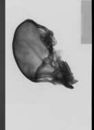 Image of Black-capped Capuchin