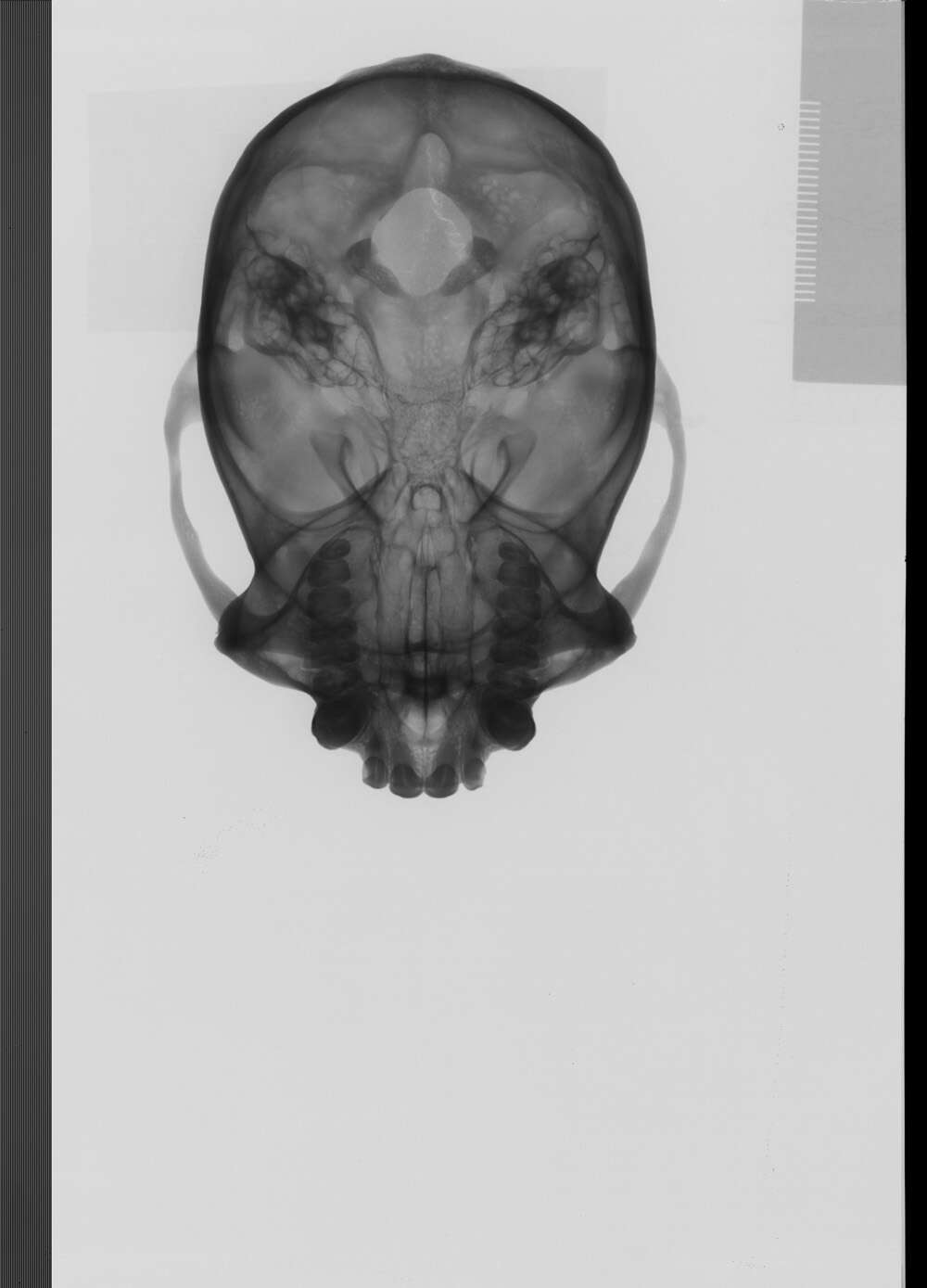 Image of Black-capped Capuchin
