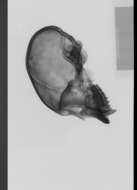 Image of Black-capped Capuchin