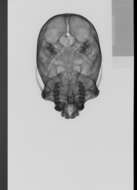 Image of Black-capped Capuchin