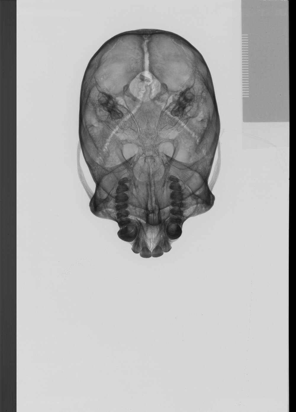 Image of Black-capped Capuchin