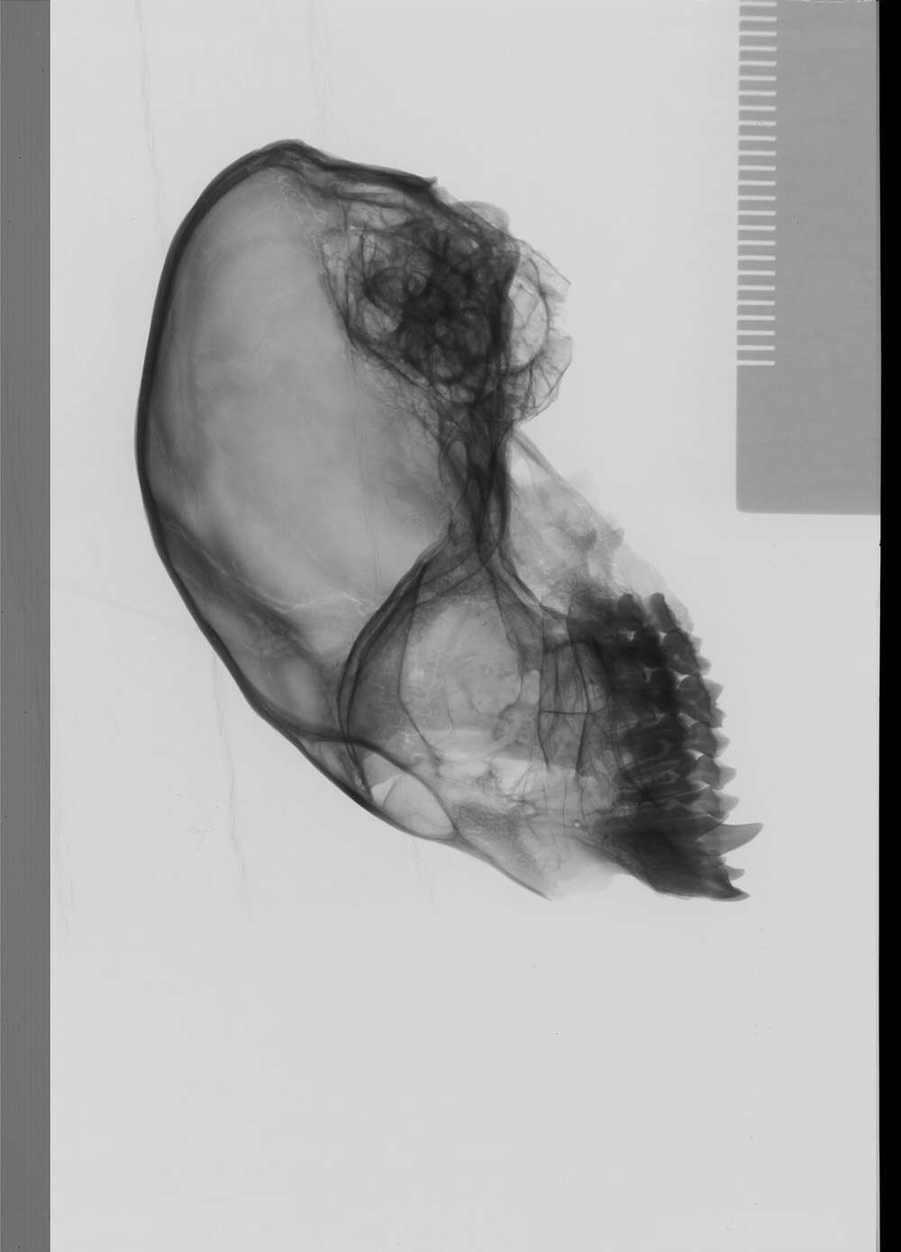 Image of primates