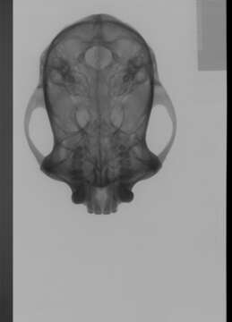 Image of Black-capped Capuchin