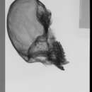 Image of <i>Cebus albifrons malitiosus</i>