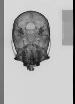 Image of Mammaliaformes