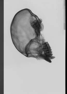 Image of Mammaliaformes