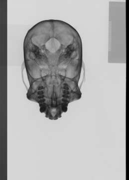 Image of Mammaliaformes