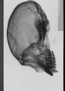 Image of Mammaliaformes