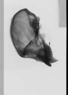 Image of Black-capped Capuchin