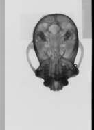 Image of Black-capped Capuchin