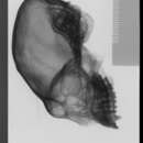 Image of <i>Callicebus moloch discolor</i>