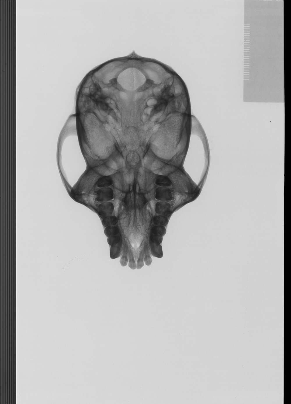 Image of Alouatta palliata trabeata Lawrence 1933