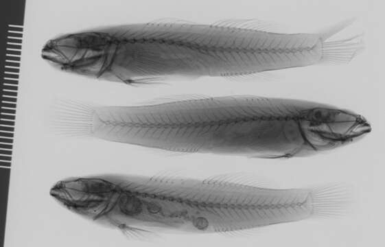 Image of Shimofuri Goby