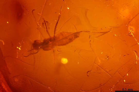 Image of gall midges and wood midges