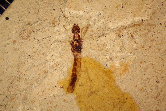 Image of Palaeochrysa