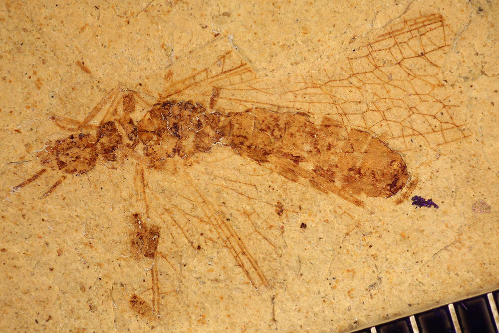 <i>Palaeochrysa stricta</i> Scudder 1890的圖片