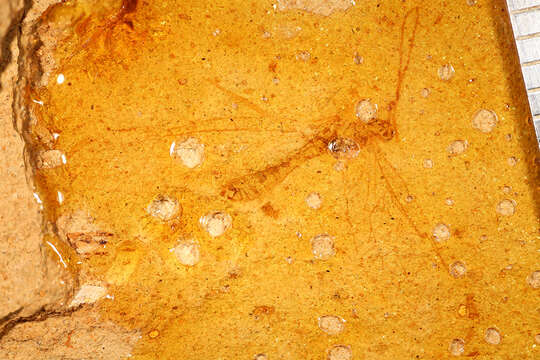 Image of Palaeochrysa