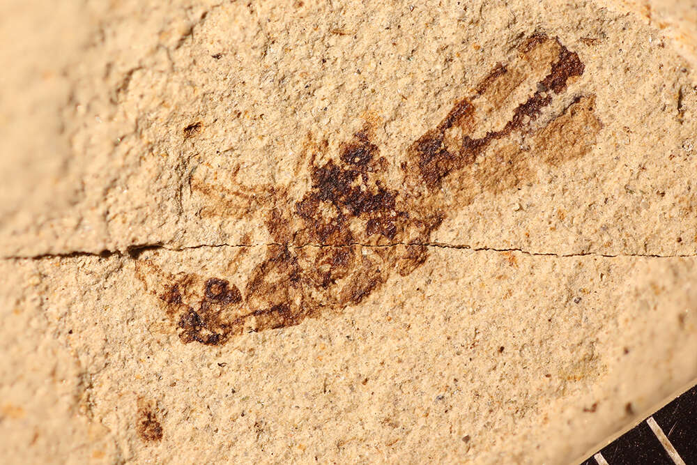 <i>Palaeochrysa stricta</i> Scudder 1890的圖片